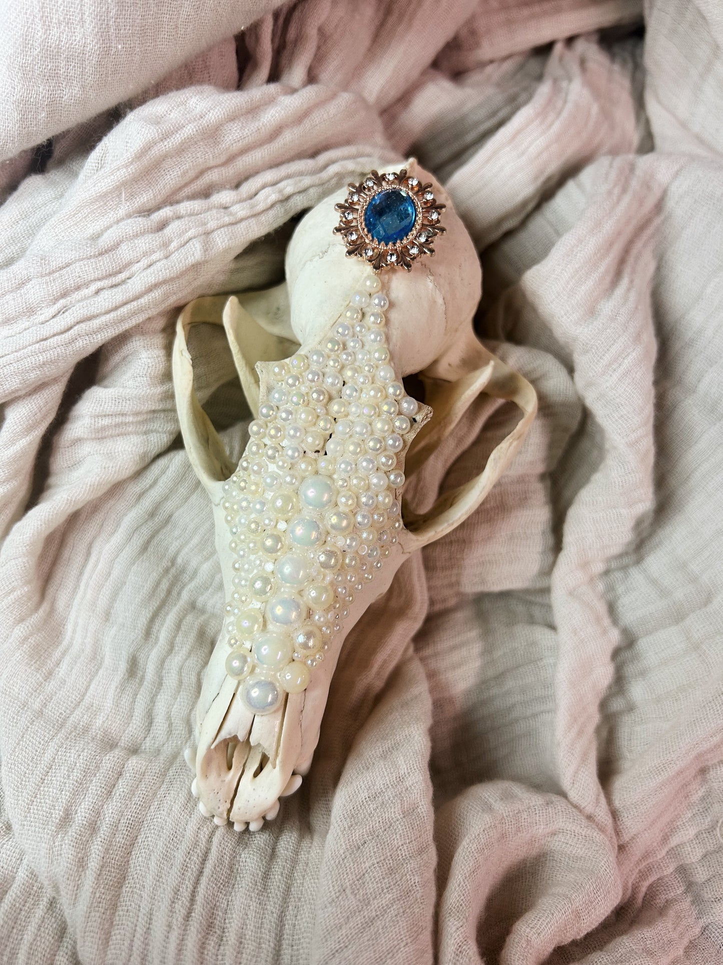 fox skull - blue