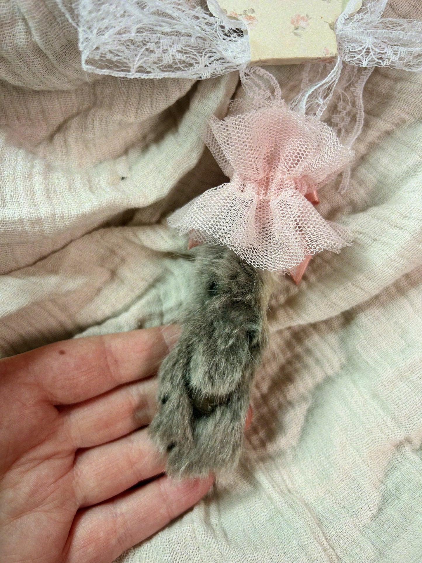 maine coon paw