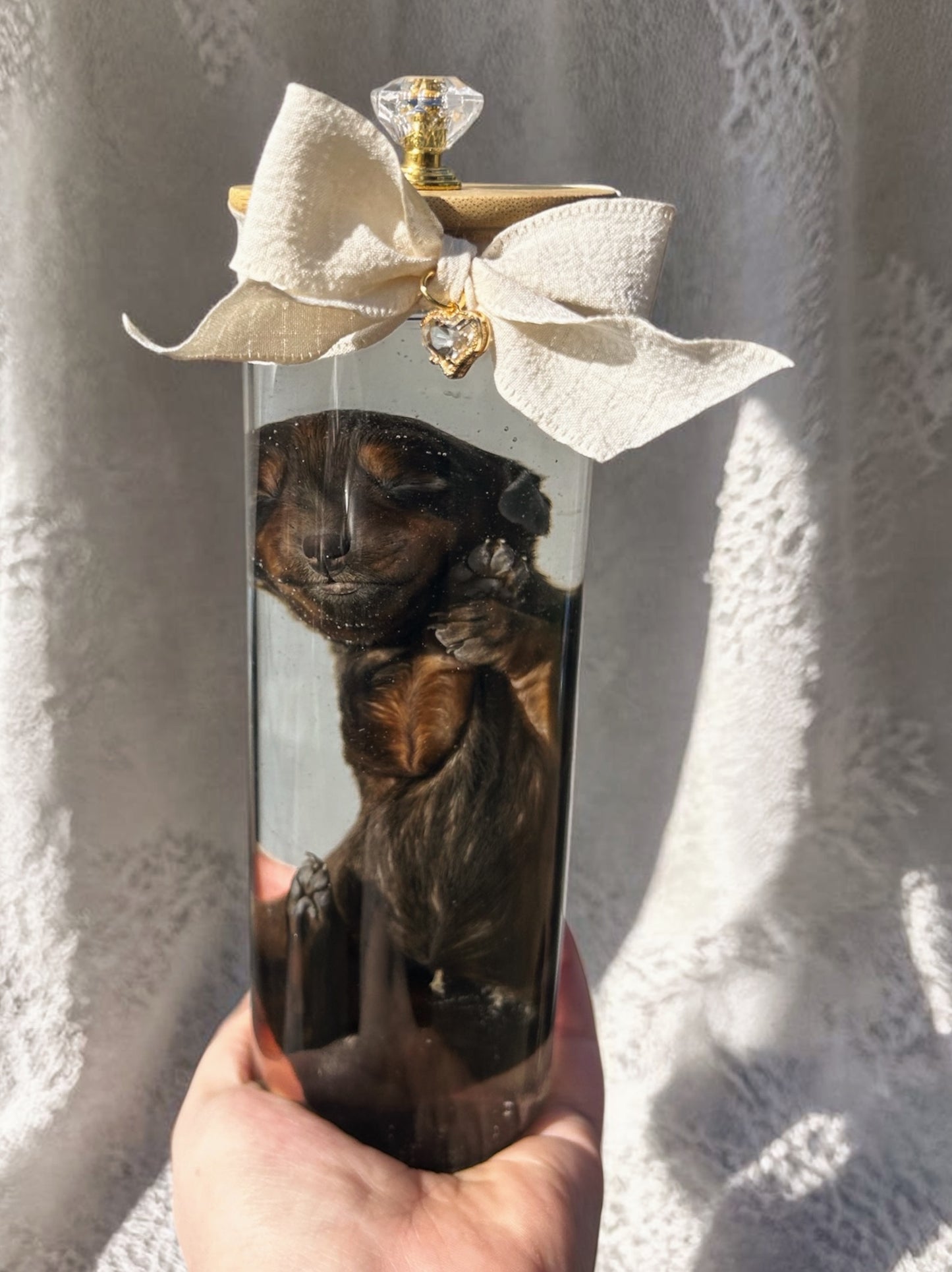 wet specimen - dachshund pup