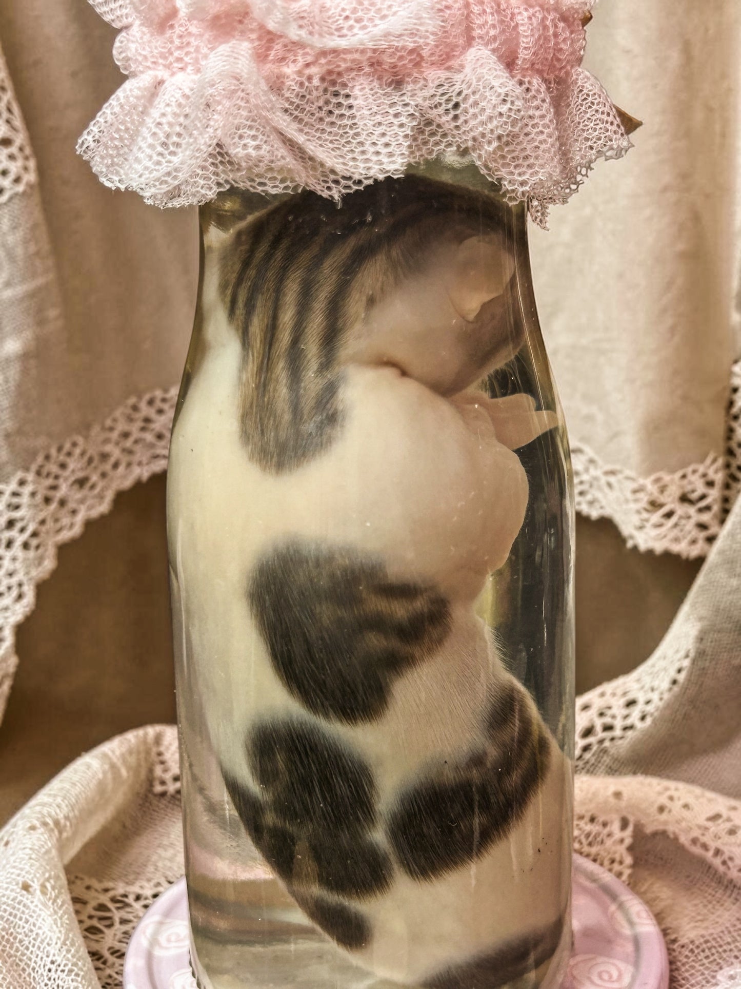 wet specimen - kitten