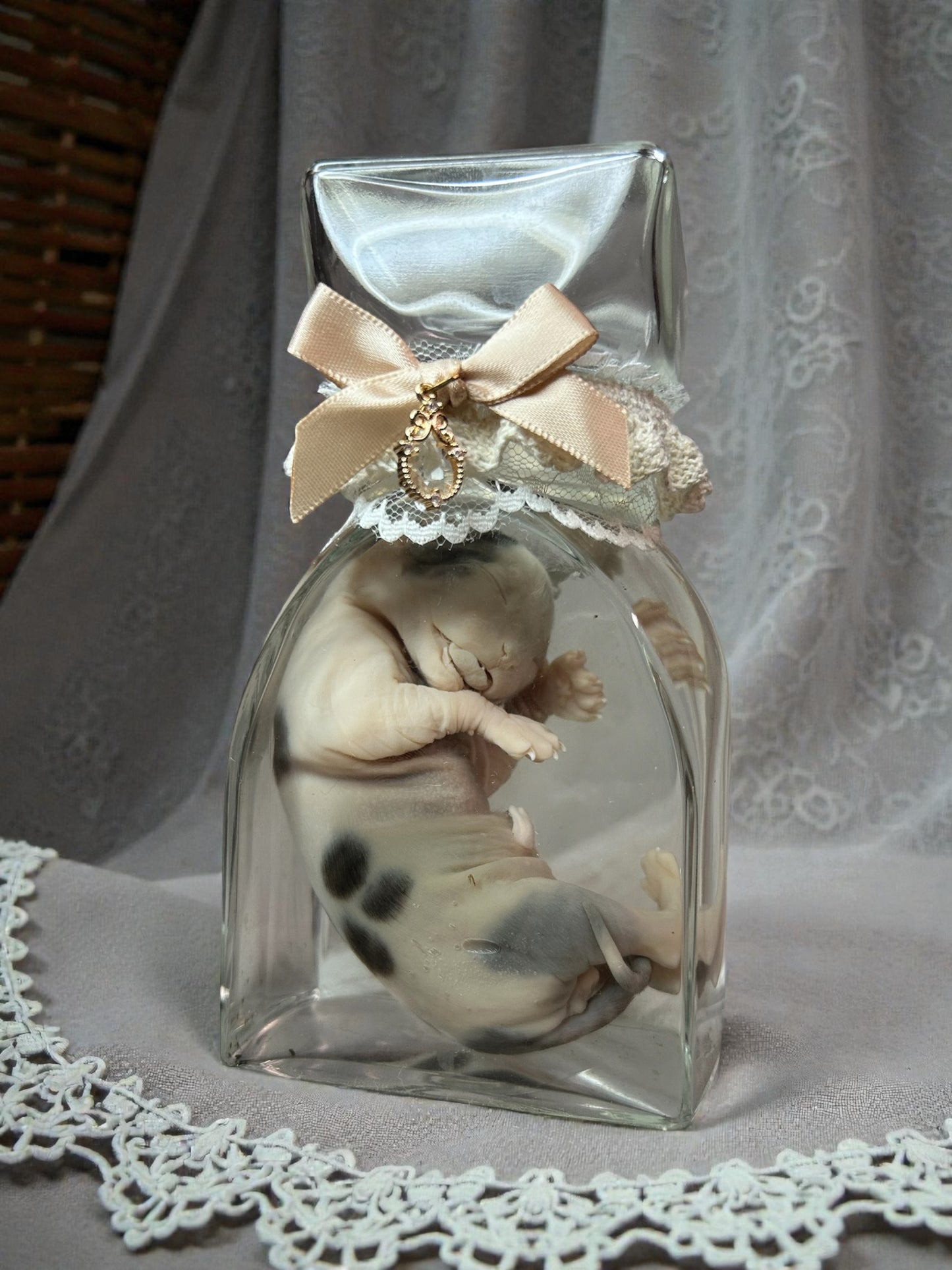 wet specimen - kitten