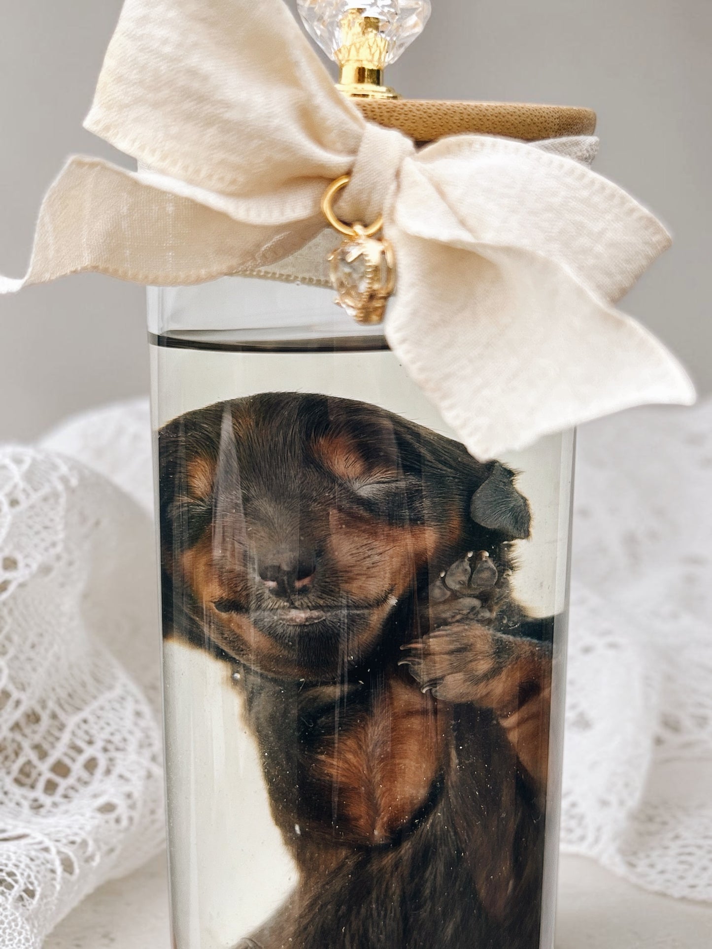 wet specimen - dachshund pup