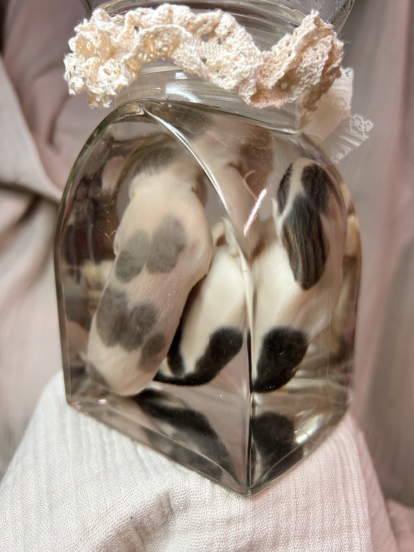 wet specimen - kitten siblings