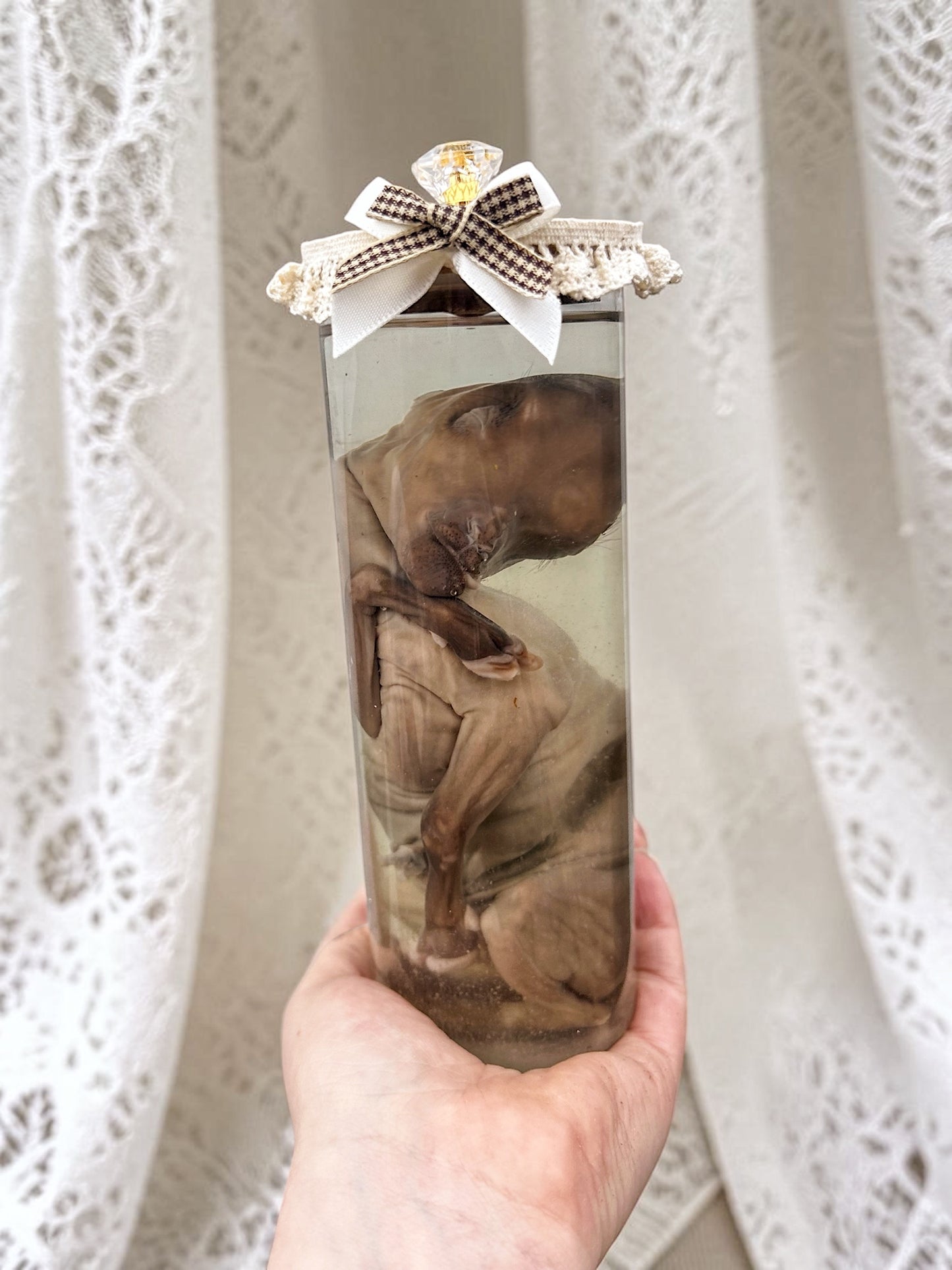 wet specimen - tiny goat