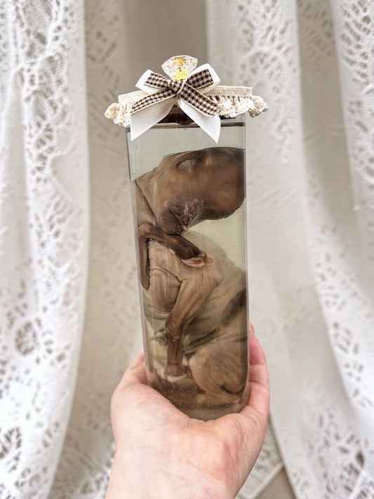 wet specimen - tiny goat