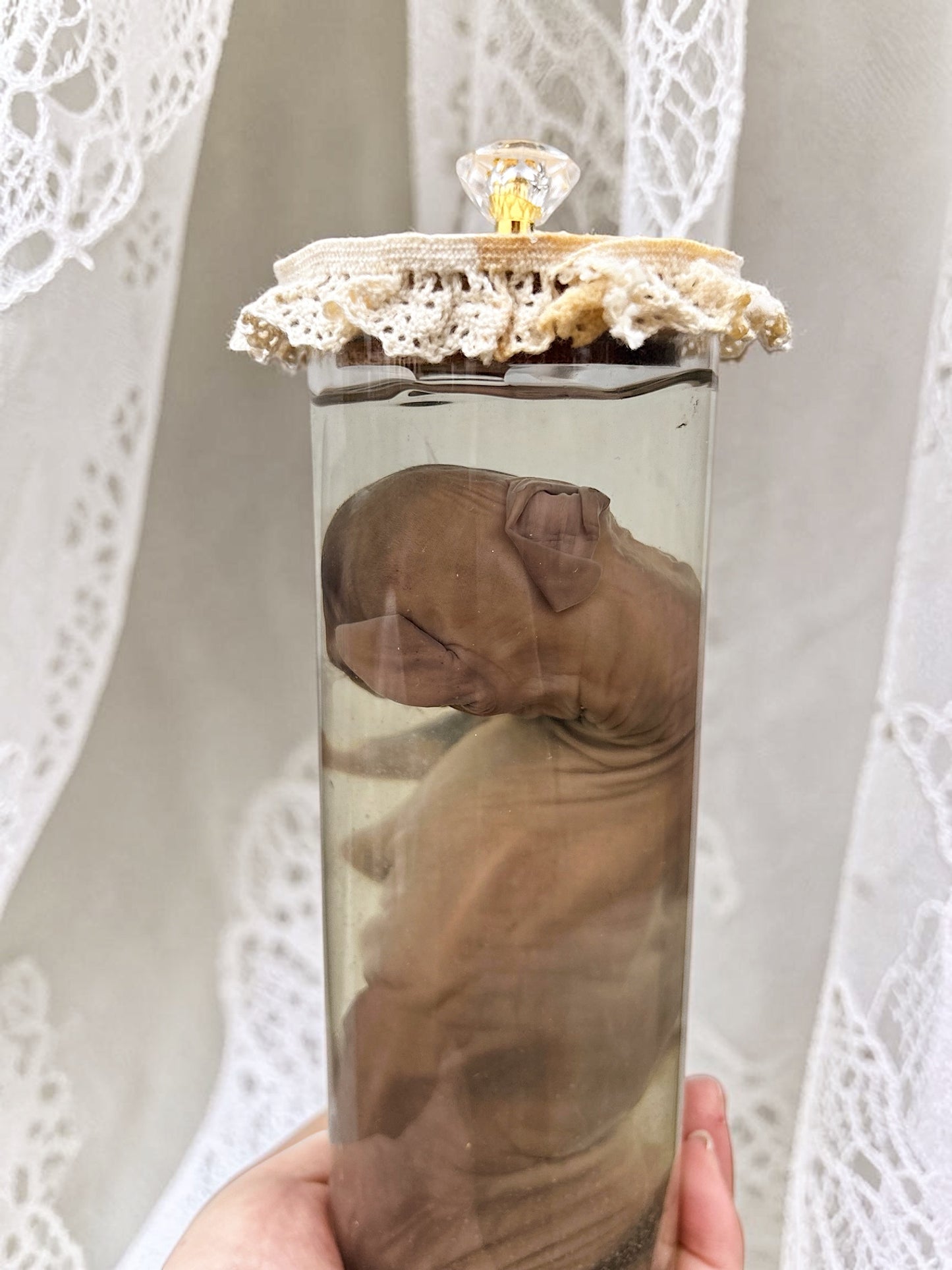 wet specimen - tiny goat
