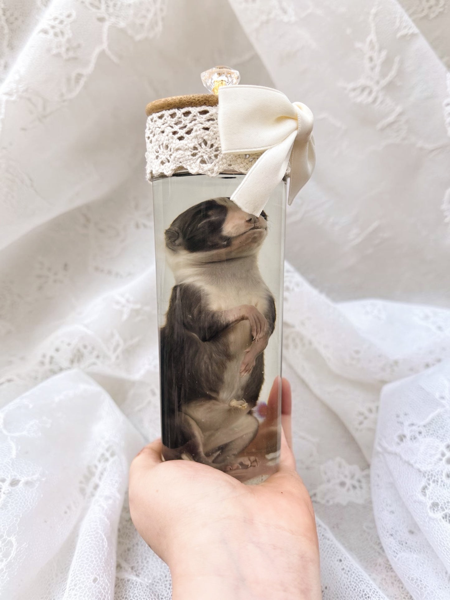 wet specimen - baby fox