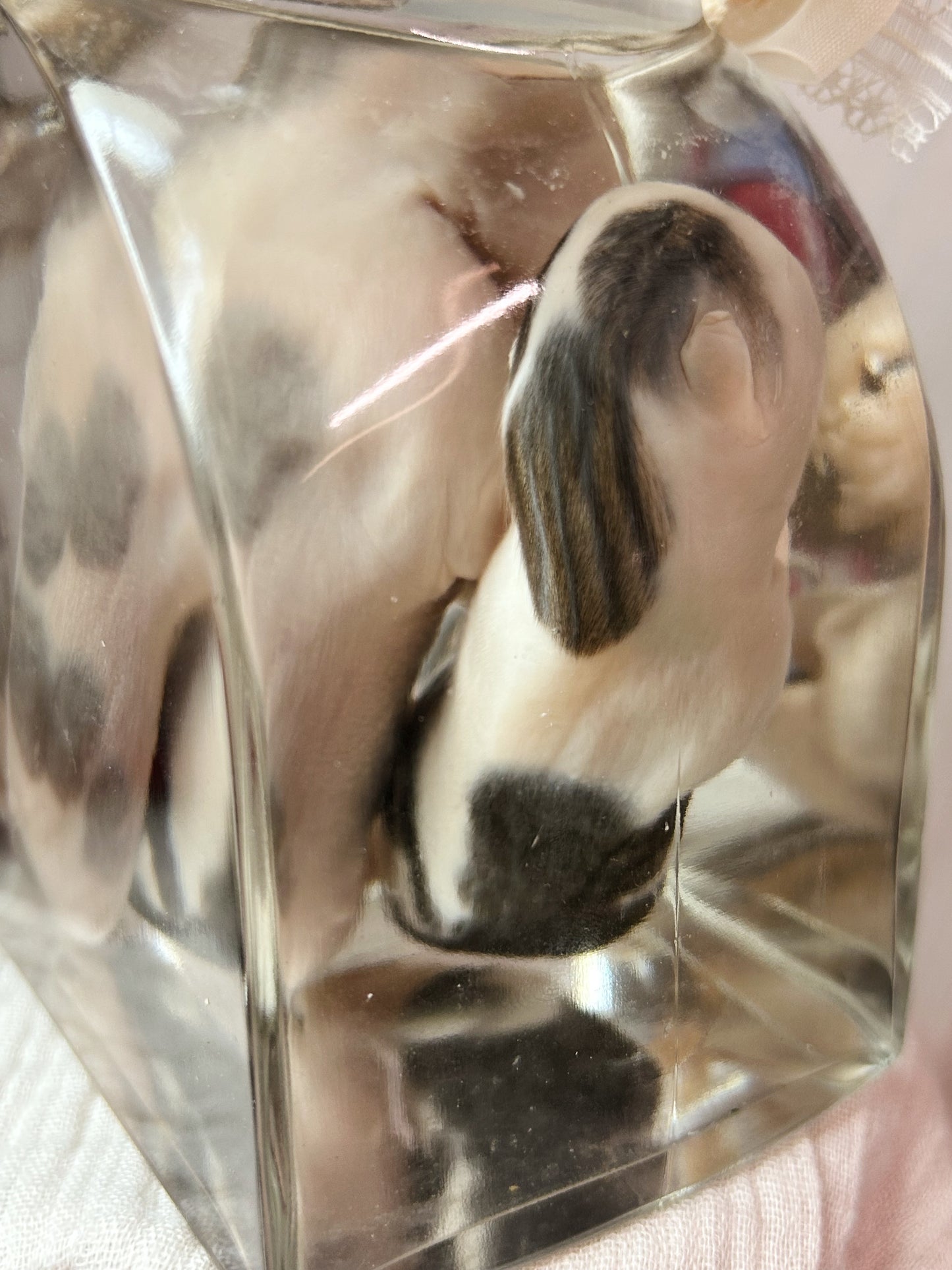 wet specimen - kitten siblings