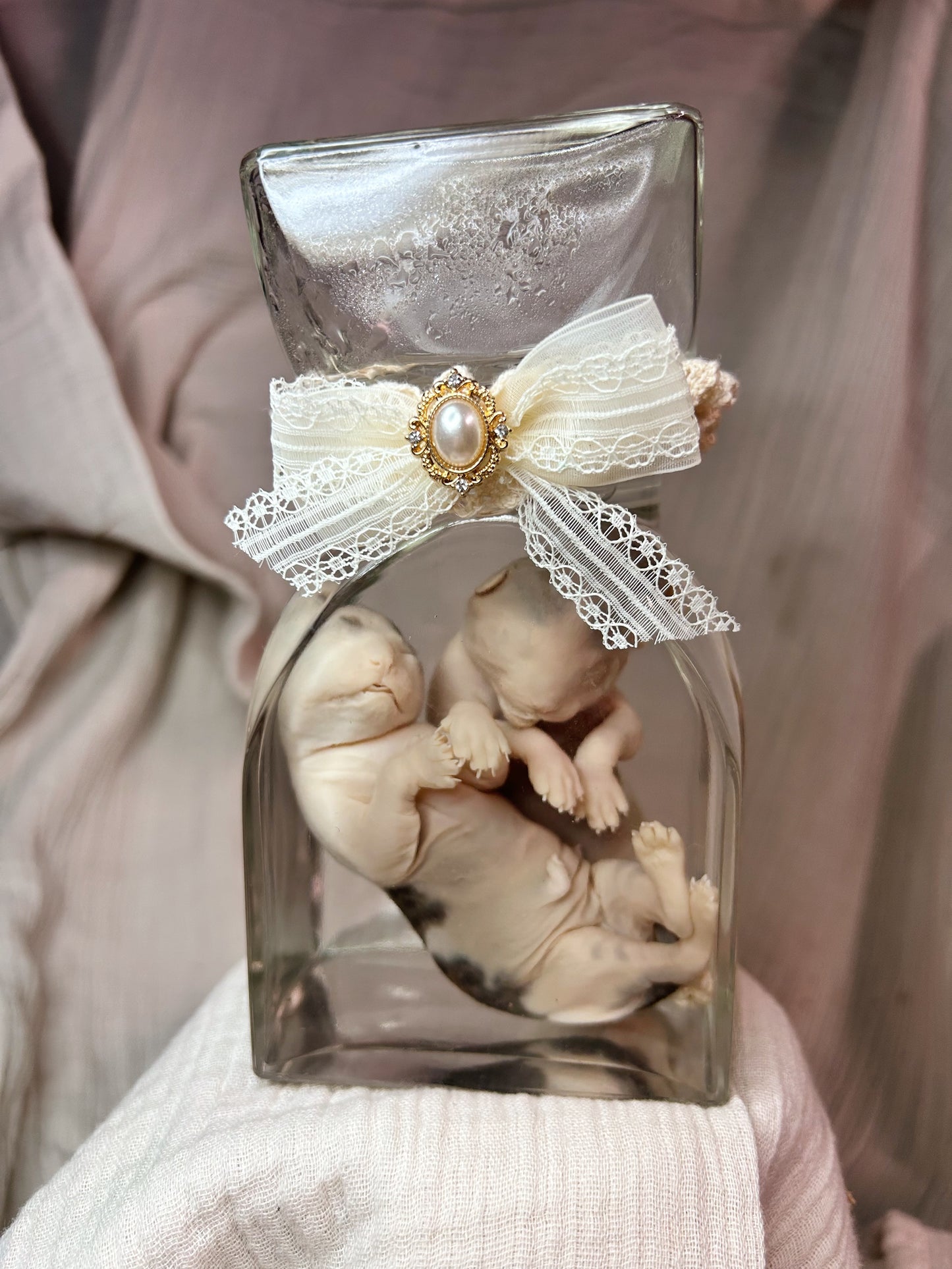 wet specimen - kitten siblings
