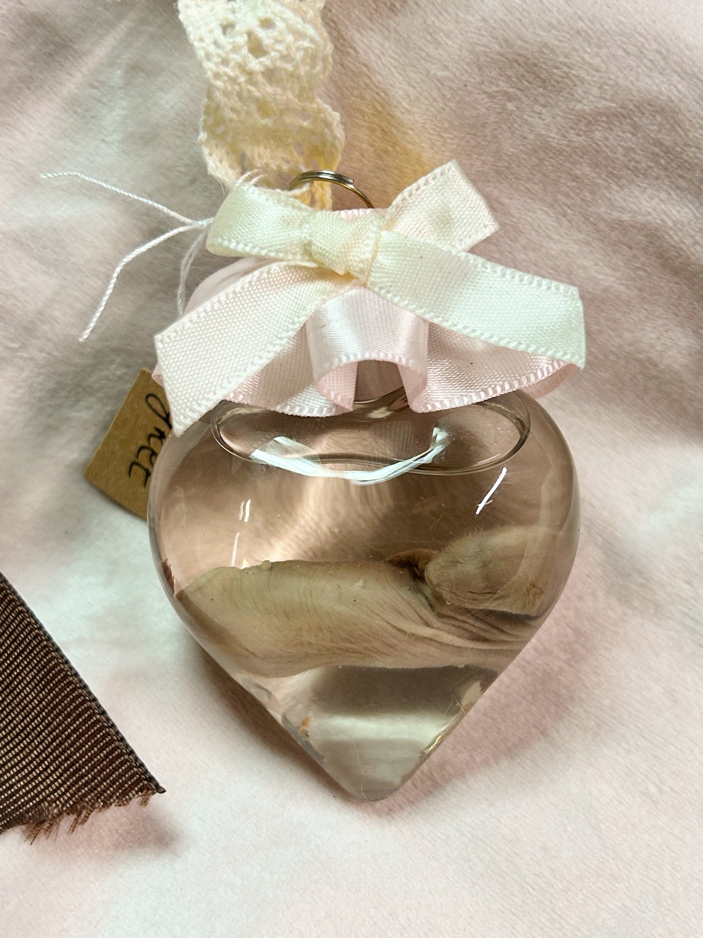 wet specimen - baby ferret