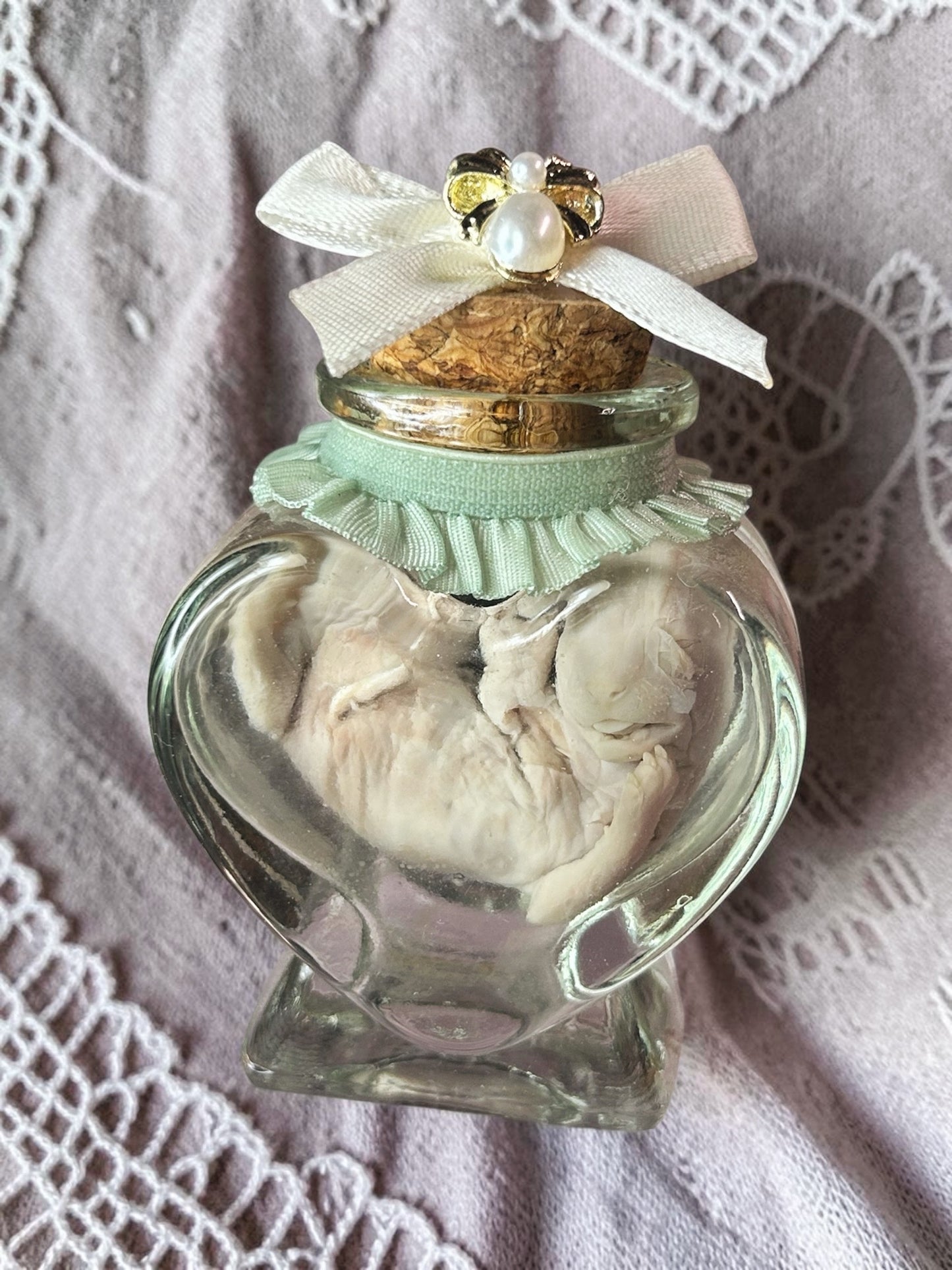 mini kitten - wet specimen