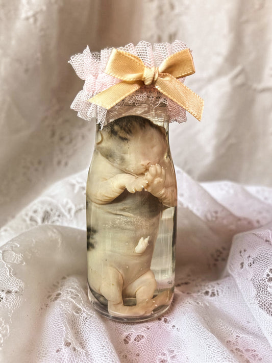 wet specimen - kitten