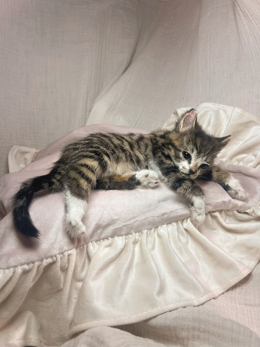 soft mount - kitten